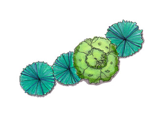 Hand drawn watercolor artwork. Aquarelle illustration. Artist painting. Top view on green tree. Elements set for landscape design. Park planning or mapping. Outdoor garden plant for area greening.