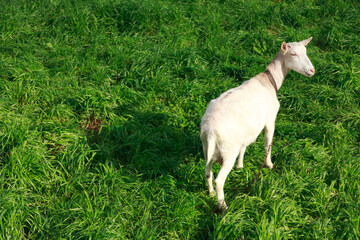 Obraz premium White goat looking away