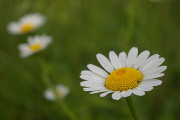Obraz na płótnie Canvas daisy in the meadow