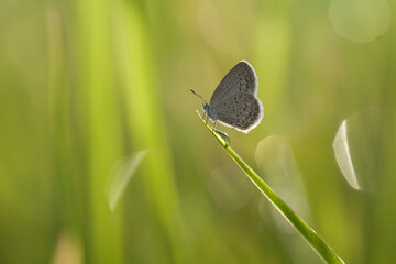 Little Butterfly on Wild Grass