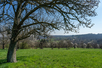 Streuobstwiese im April