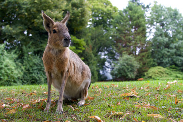 Patagonian Mara (Riesenmerrschweinchen) sitting on grass, looking to the right - obrazy, fototapety, plakaty