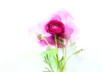 Fototapeta premium Creative image of beautiful purple Buttercup flower on artistic ink background. Top view with copy space