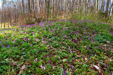 Wildblumen im Wienerwald