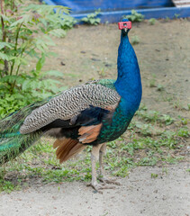 Beautiful peacock in plastic glasses