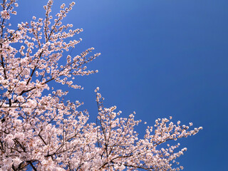桜並木と青空
