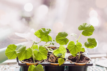 Green Vegetable seedlings are in container, sprayer by window, sunny bokeh. Concept Gardening, Agriculture