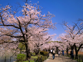 満開の桜と不忍池　東京都上野公園