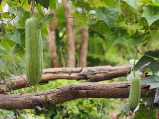 luffa acutangular, Cucurbitaceae green vegetable fresh in garden on nature background