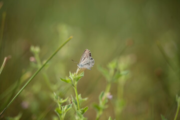 Little Butterfly on Wild Grass