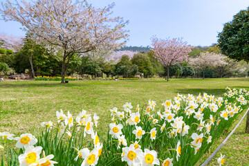スイセンと桜咲く東伊豆クロスカントリーコースの芝生広場