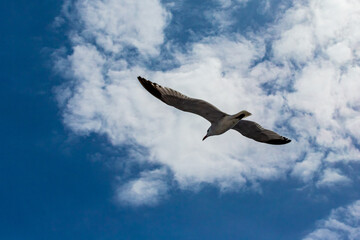 seagull flying
