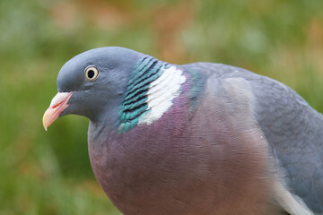 Ringeltaube bei der Futtersuche	
