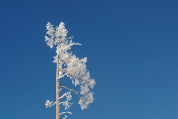 Winter tree in snow and hoarfrost against a background of blue clear sky the last days of winter spring is coming