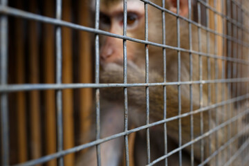 portrait of a sad monkey in a cage. selective focus