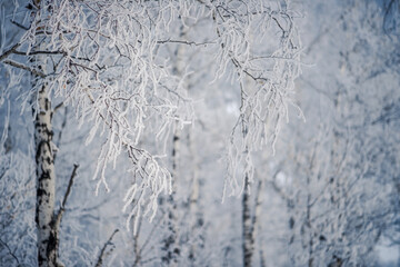 Winter tree branches covered with frost moisture in cold weather winter spring thaw in bokeh