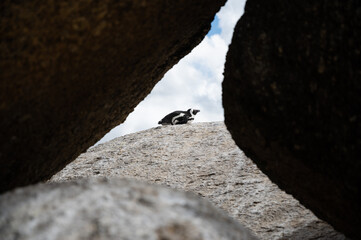 Beautiful penguin sunbathing on a stone shot in natural frame of stones