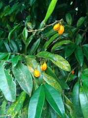 fruit on tree