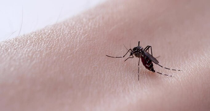 Video of mosquitoes trying to stick needles into skin.
The mosquito is often a carrier of infectious disease.