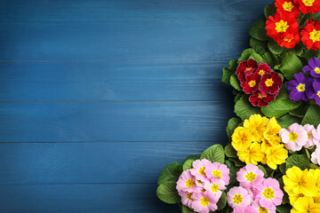 Obraz na płótnie Canvas Beautiful primula (primrose) flowers on blue wooden table, flat lay with space for text. Spring blossom