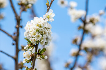 Cherry blossom during spring time