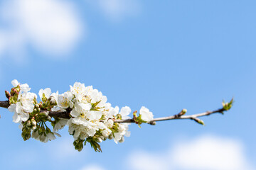 Cherry blossom during spring time