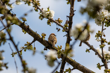 Sparrow bird perched on blossoming cherry tree branch during spring. House sparrow female songbird (Passer domesticus) during spring.