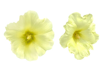 Fototapeta na wymiar couple of yellow mallow flowers isolated on white