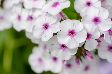 Naklejka na ściany i meble pink and white phlox flowers in garden
