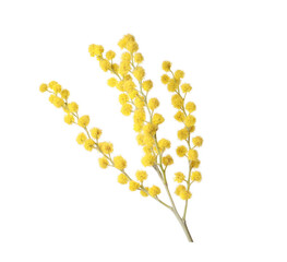 Beautiful mimosa plant with yellow flowers isolated on white