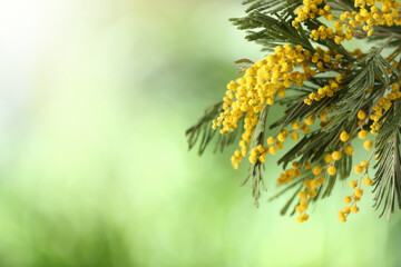 Beautiful bright mimosa flowers on blurred background, closeup. Space for text