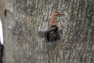 Macro Close up, old metal nail into tre