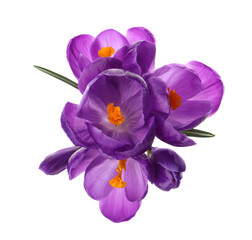 Fototapeta na wymiar Beautiful purple crocus flowers on white background