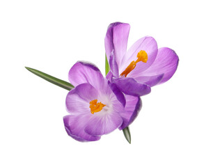 Beautiful purple crocus flowers on white background