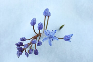 Beautiful lilac alpine squill flowers growing through
