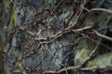 Stone wall, plant roots twisting along the stone wall, moss, natural background patterns from the roots.