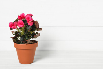 Beautiful blooming pelargonium flower in pot on white wooden table, space for text