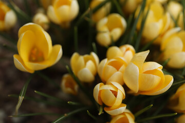 Beautiful yellow crocus flowers growing in garden, closeup