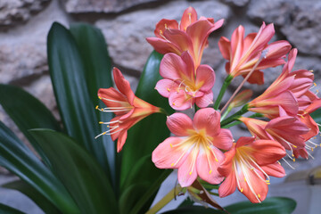 Clivia Miniata orange Flowers with tall green leaf on a background of a brown stones