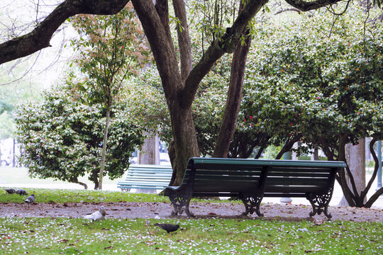 a green chair with nobody sitting in a green space of plants and a giant tree