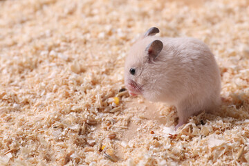 Cute little fluffy hamster on wooden shavings. Space for text