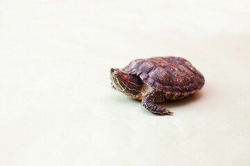 Red-eared turtle on   light green