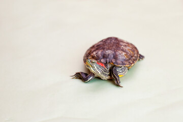 Portrait of   red-eared turtle