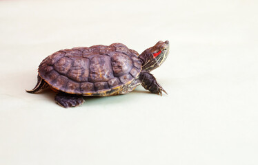 Red-eared turtle on   light green