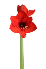 Obraz premium Beautiful red amaryllis flower isolated on white