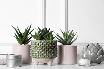 Beautiful Haworthia and Aloe in pots on white table. Different house plants