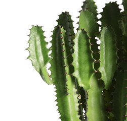 Beautiful cactus on white background, closeup. Tropical plant