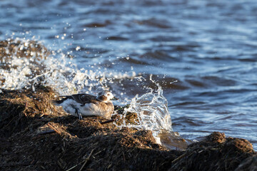 Long-tailed duck (Clangula hyemalis) resting calmly on a the shore on a pile of seaweed