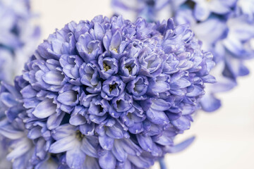 a bunch of purple hyacinths, spring day