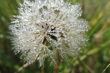 Closeup photo of a magical Dandelion blossom with dew droplets on the petals making it look like diamonds glistening in the early morning sun rays. The weed flower represents wishes, joy, happiness.